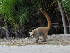 Nasua narica yucatanica