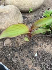 Canna × generalis
