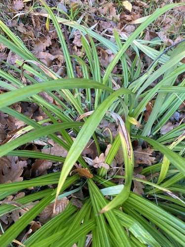 Carex agastachys (Carex agastachys)