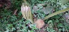 Gunnera manicata