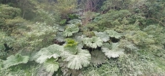 Gunnera manicata