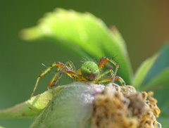 Araniella