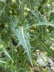 Sonchus oleraceus