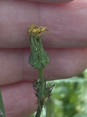 Sonchus oleraceus