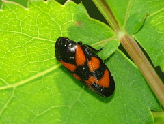 Cercopis vulnerata