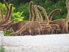 Nasua narica yucatanica