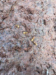 Acanthomyops