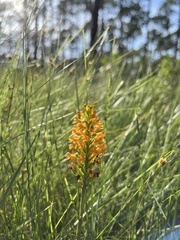 Platanthera cristata
