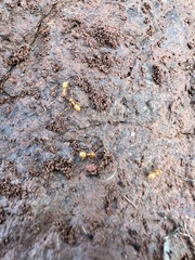Acanthomyops