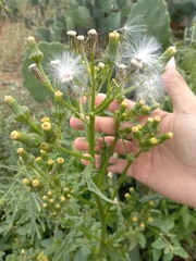 Erechtites hieraciifolius cacaloides