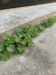 Oxalis corniculata