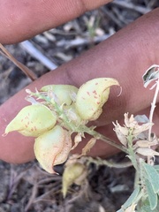 Astragalus lentiginosus salinus
