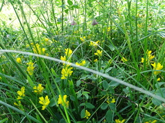 Genista sagittalis