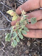 Astragalus lentiginosus salinus