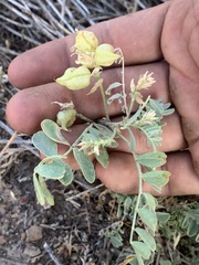 Astragalus lentiginosus salinus