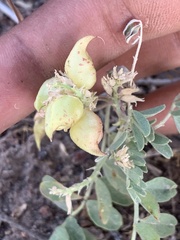 Astragalus lentiginosus salinus