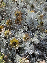 Berkheya cuneata