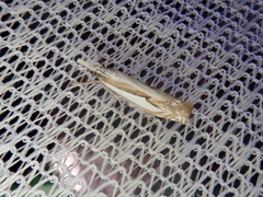Crambus pseudargyrophorus
