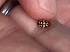 Cryptocephalus guttulatus