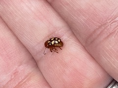 Cryptocephalus guttulatus