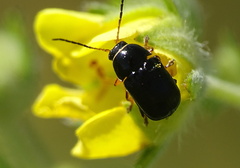 Cryptocephalus flavipes
