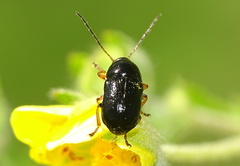 Cryptocephalus flavipes