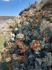 Crassula arborescens