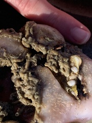 Aplidium stellatum