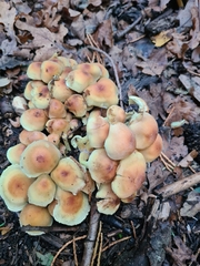 Hypholoma fasciculare