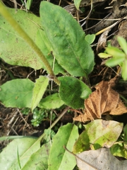 Hieracium murorum