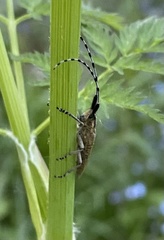 Agapanthia villosoviridescens