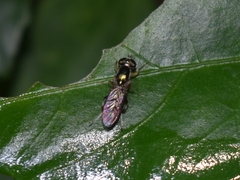 Sarginae