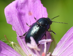 Cryptocephalus violaceus