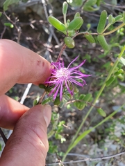 Drosanthemum hispidum