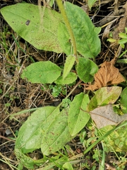 Hieracium murorum