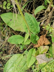 Hieracium murorum