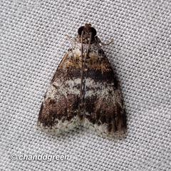 Salma ridiculalis