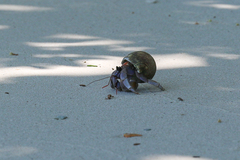 Coenobita violascens
