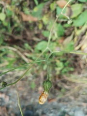 Hieracium murorum