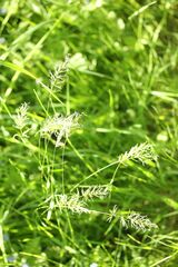 Anthoxanthum odoratum