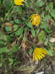 Hieracium murorum