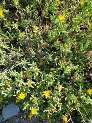 Malephora lutea