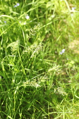 Anthoxanthum odoratum