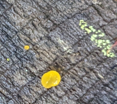 Dacrymyces chrysospermus