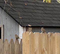 Passer domesticus