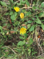 Hieracium murorum