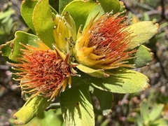 Leucospermum oleifolium