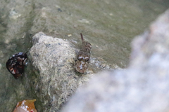 Periophthalmodon schlosseri