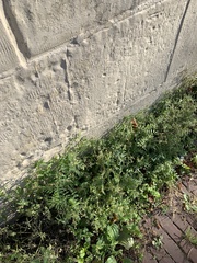 Galinsoga quadriradiata