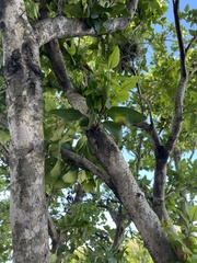 Melicoccus bijugatus